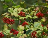 Viburnum opulus