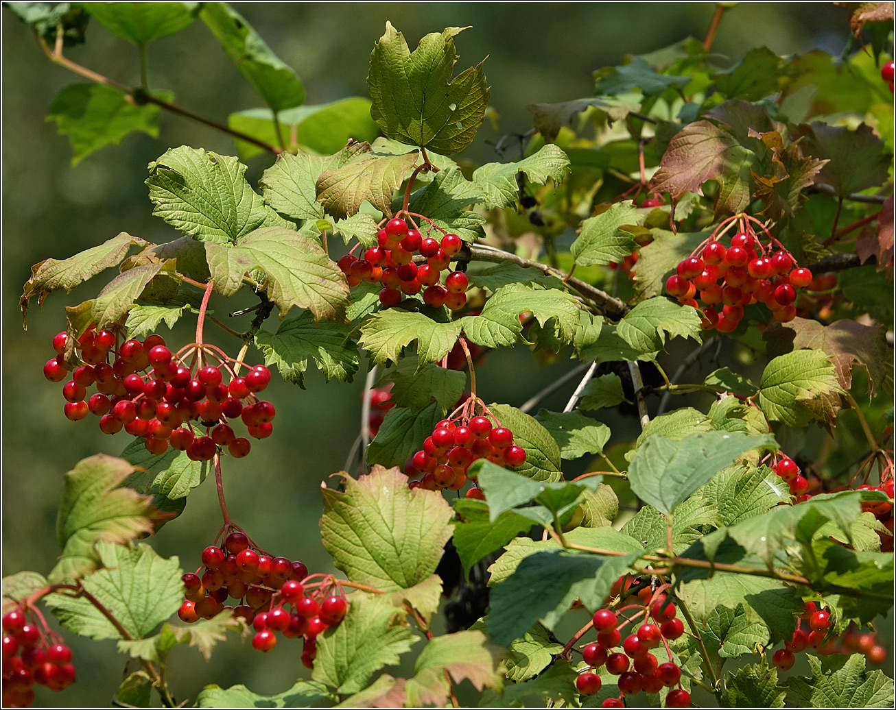 Image of Viburnum opulus specimen.