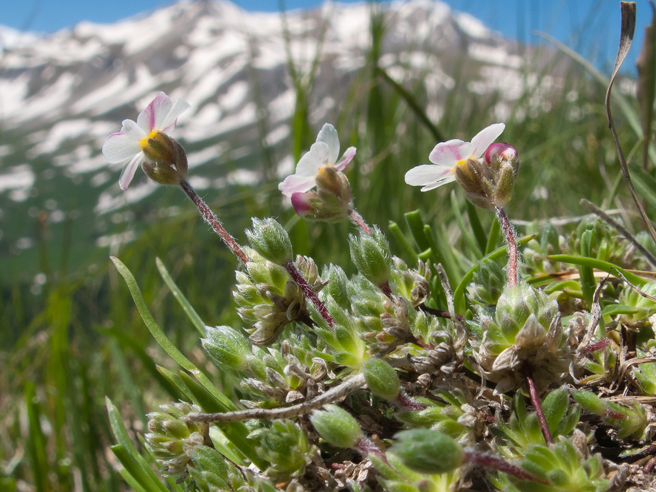 Image of Androsace barbulata specimen.