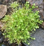 Sagina procumbens. Цветущее растение. Мурманская обл., Восточный Мурман, окр. пос. Дальние Зеленцы, берег Ярнышной бухты. 03.08.2010.