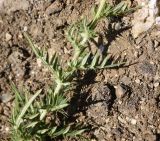 genus Cirsium