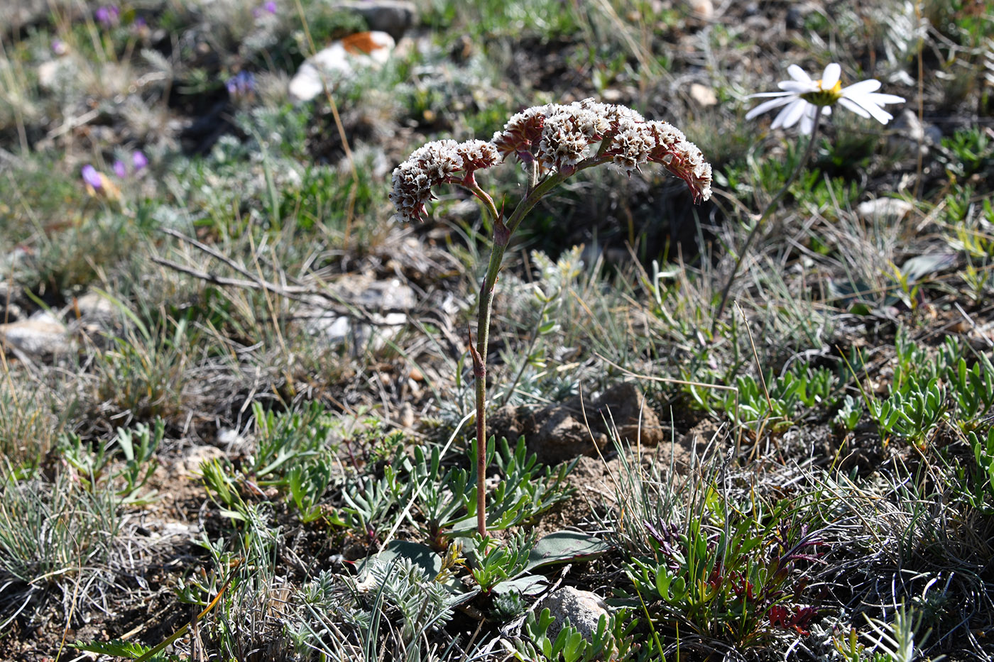 Image of Goniolimon speciosum specimen.