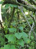 Cicerbita petiolata
