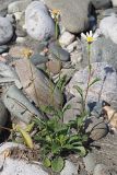 Leucanthemum vulgare