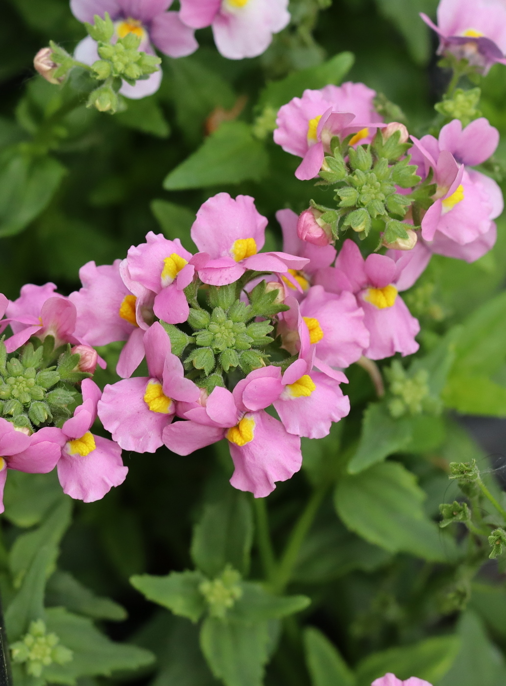 Изображение особи Nemesia caerulea.