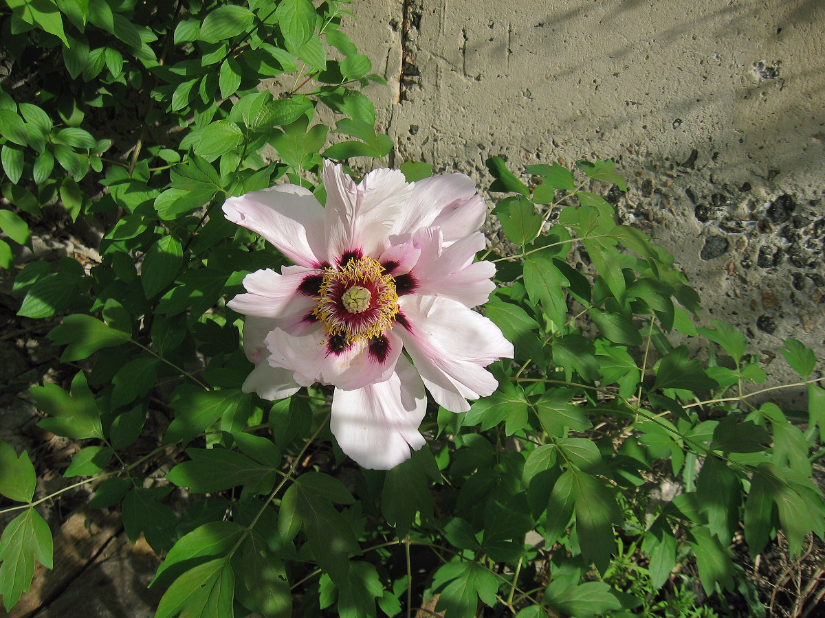 Image of Paeonia suffruticosa specimen.
