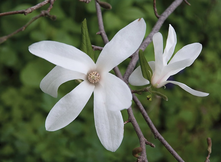 Image of Magnolia kobus specimen.