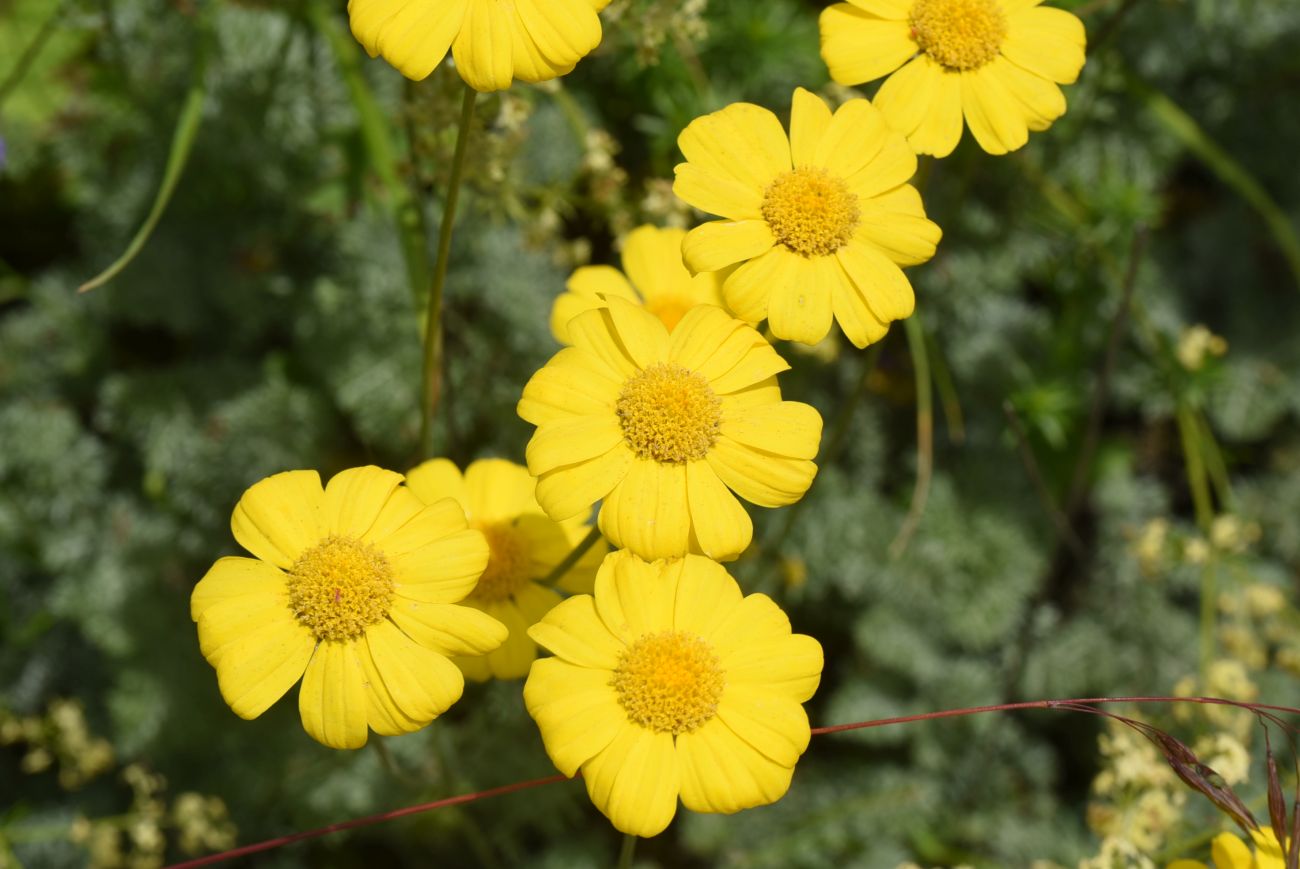 Изображение особи Anthemis marschalliana ssp. pectinata.