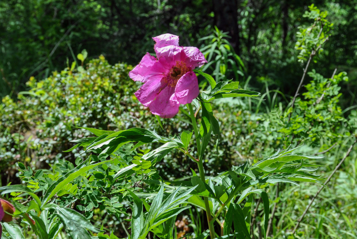 Изображение особи Paeonia anomala.