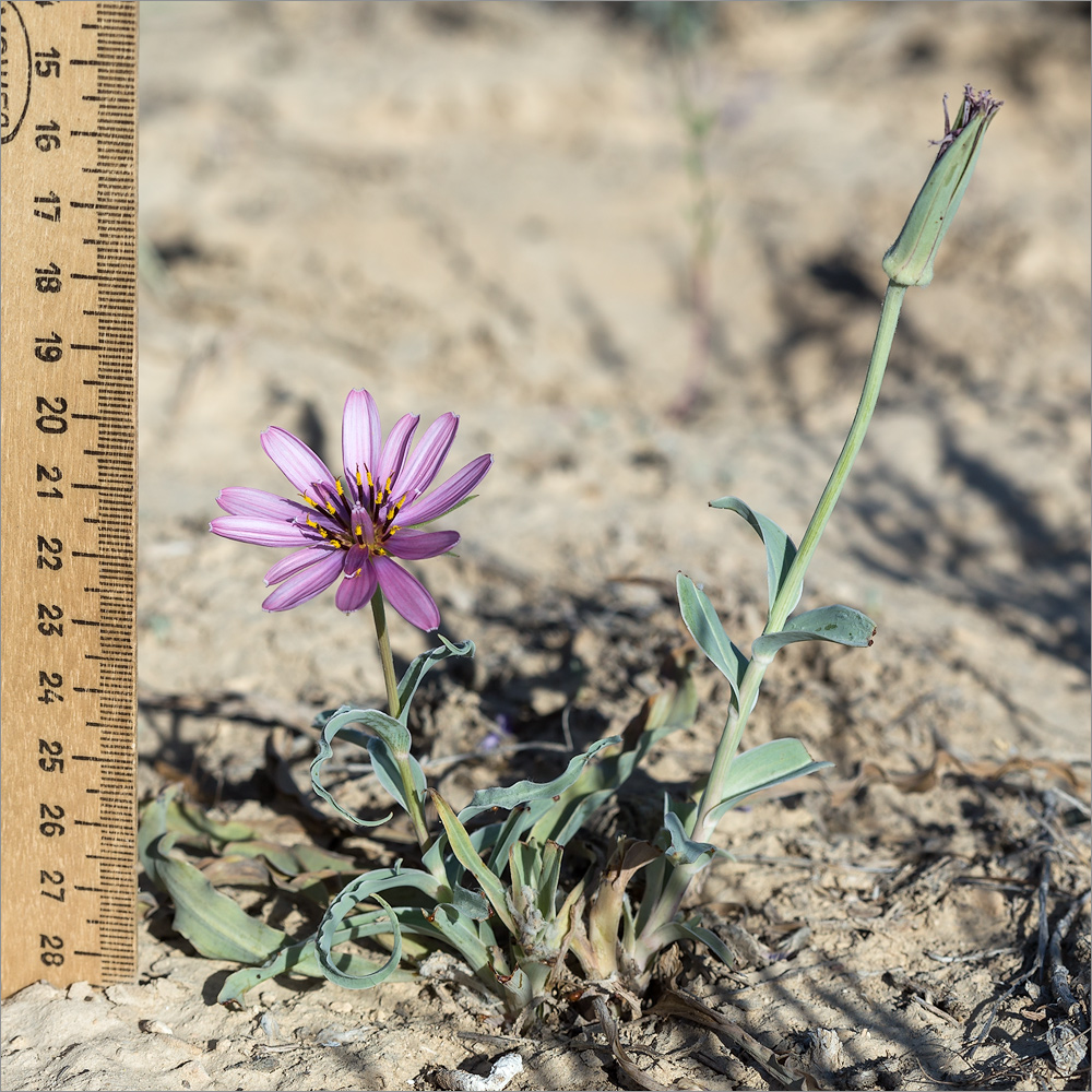 Image of Tragopogon marginifolius specimen.