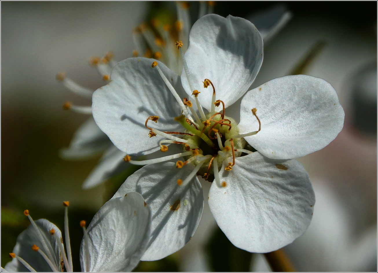 Изображение особи Cerasus vulgaris.