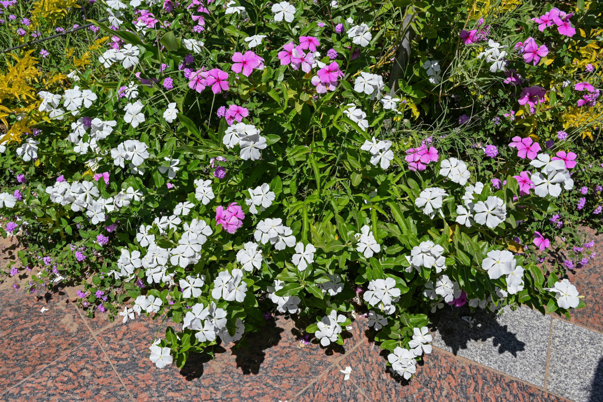 Image of Catharanthus roseus specimen.