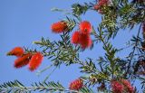 Callistemon citrinus. Верхушка ветви с соцветиями. Египет, мухафаза Александрия, г. Александрия, в культуре. 02.05.2023.