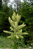 View full-size image Veratrum lobelianum