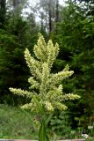 Veratrum lobelianum