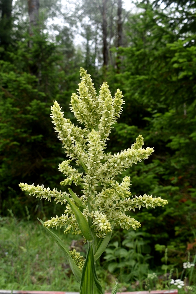 Изображение особи Veratrum lobelianum.