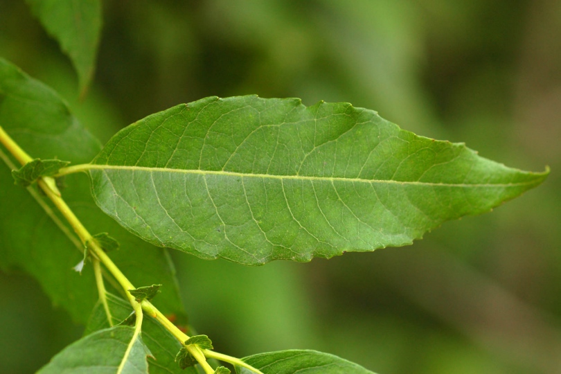 Image of Salix taraikensis specimen.