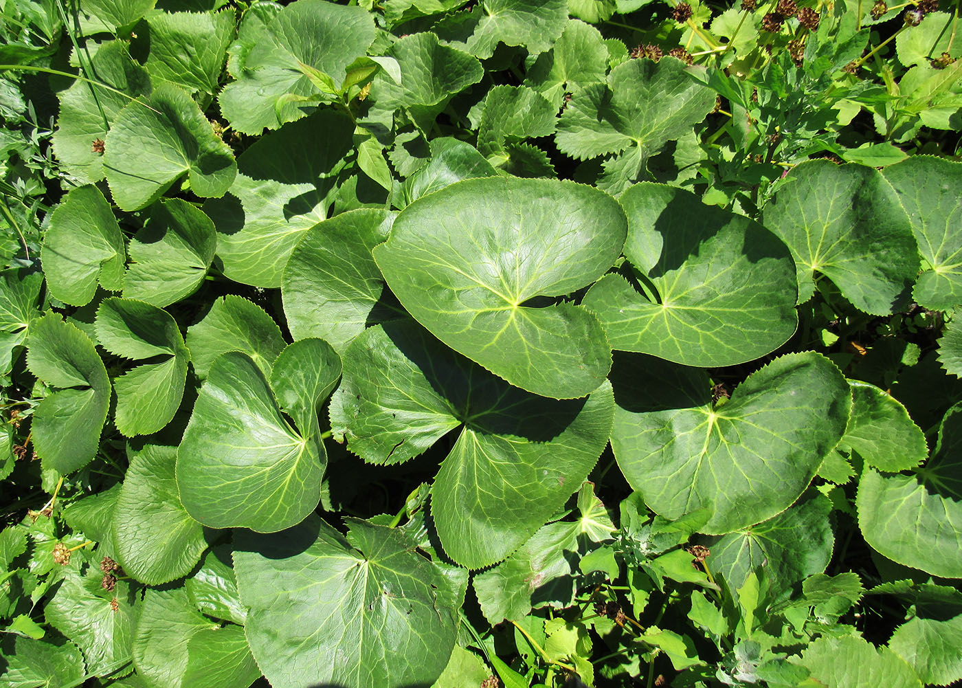 Image of genus Caltha specimen.