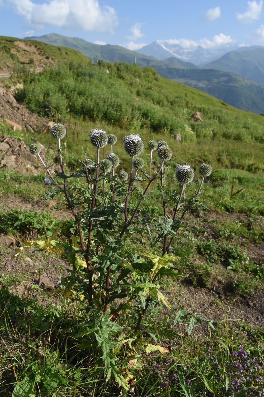 Изображение особи Echinops sphaerocephalus.