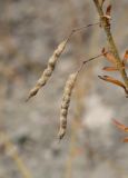 Cleome canescens