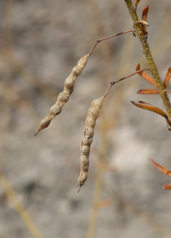 Image of Cleome canescens specimen.