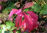 Euonymus europaeus