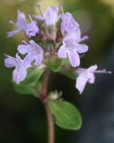 Thymus jenisseensis. Соцветие. Алтай, окр. пос. Манжерок. 26.08.2009.