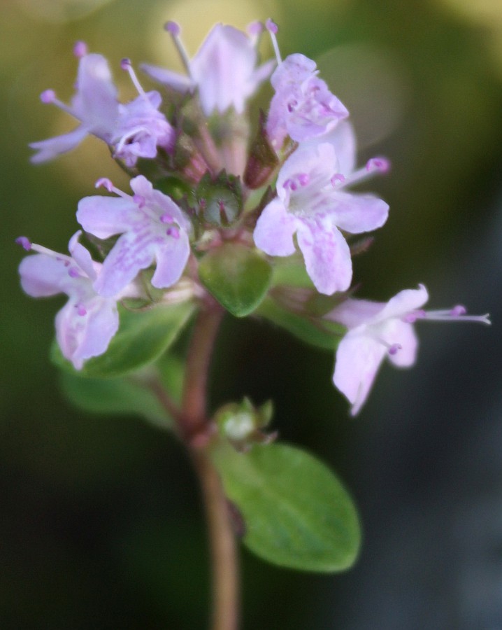 Изображение особи Thymus jenisseensis.