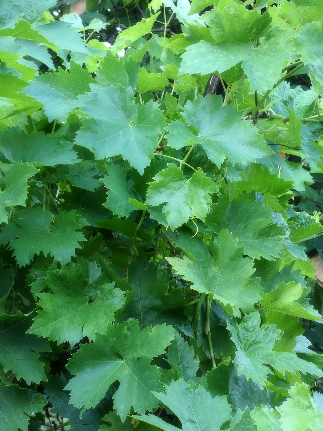 Image of Vitis vinifera specimen.