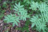 Sorbus sambucifolia. Верхушки ветвей. Камчатский край, Елизовский р-н, окр. р. Железная, склон сопки, берёзовый лес из Betula ermanii и Betula kamtschatica. 22.07.2023.