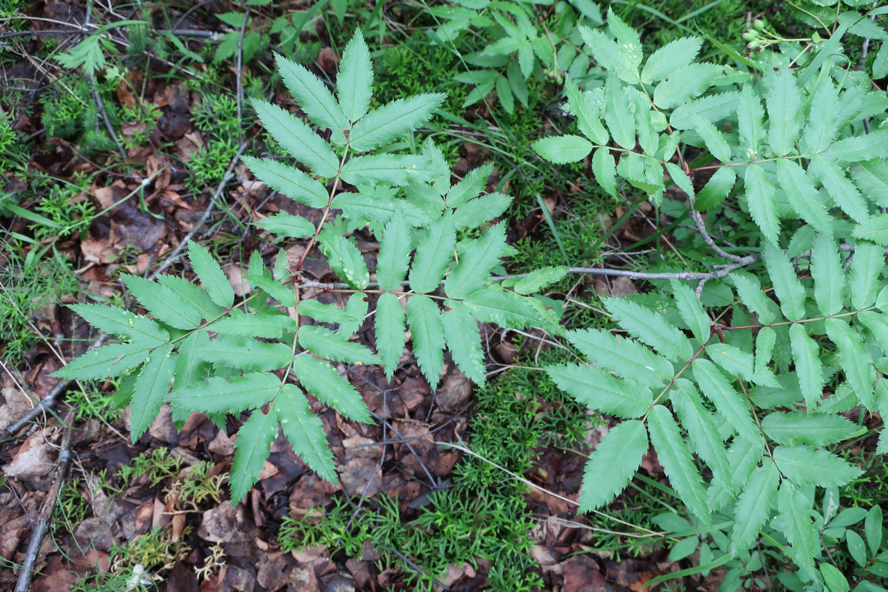 Image of Sorbus sambucifolia specimen.
