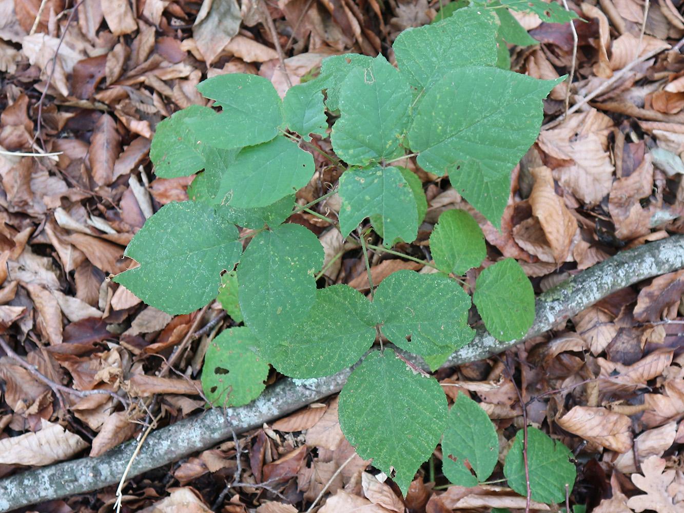 Image of Rubus caucasicus specimen.