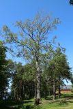 Betula pubescens