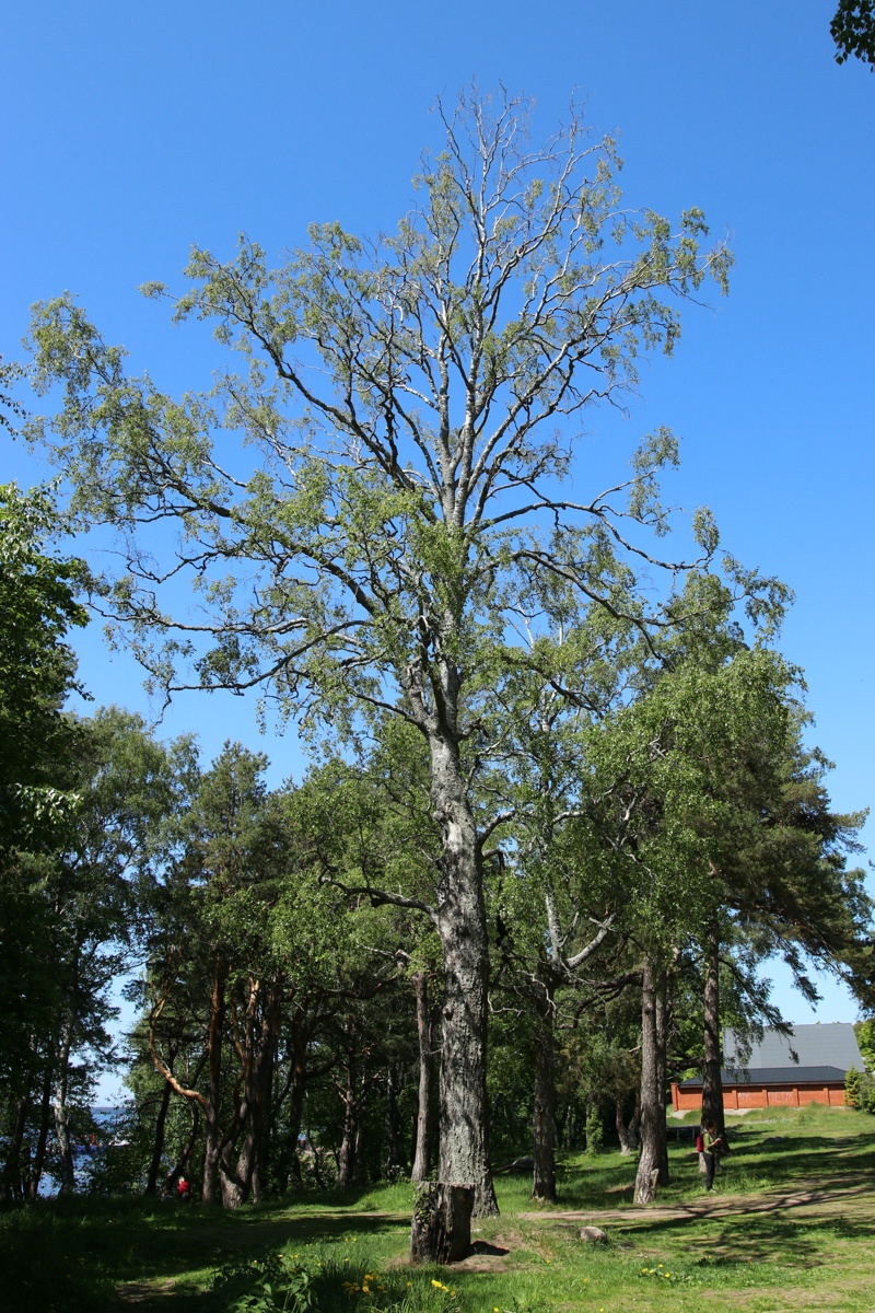 Изображение особи Betula pubescens.