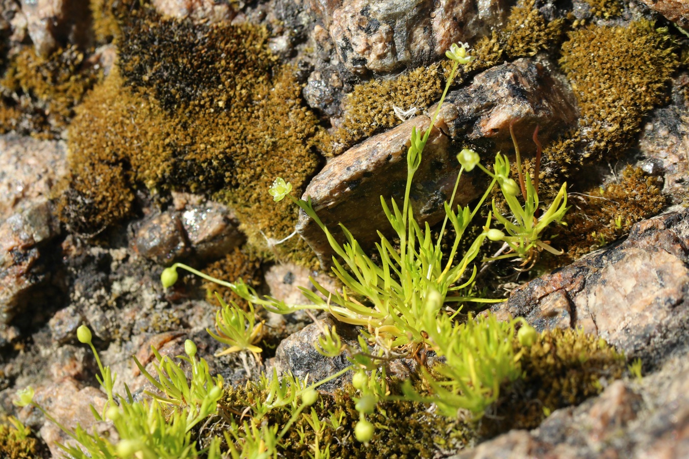 Изображение особи Sagina procumbens.