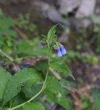 Symphytum asperum. Верхушка цветущего растения. Чечня, Шаройский р-н, бассейн р. Цесиахк, нижняя часть долины левого притока. 11 августа 2023 г.