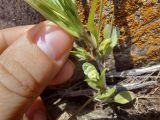 Viola occulta