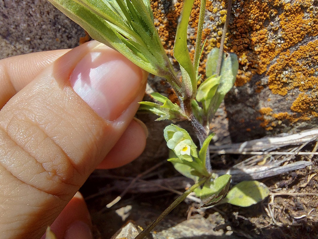 Изображение особи Viola occulta.