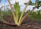 Eryngium campestre