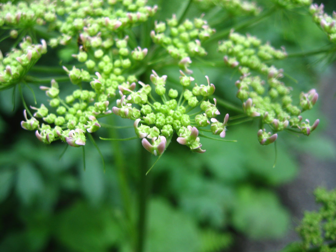 Изображение особи Heracleum ponticum.