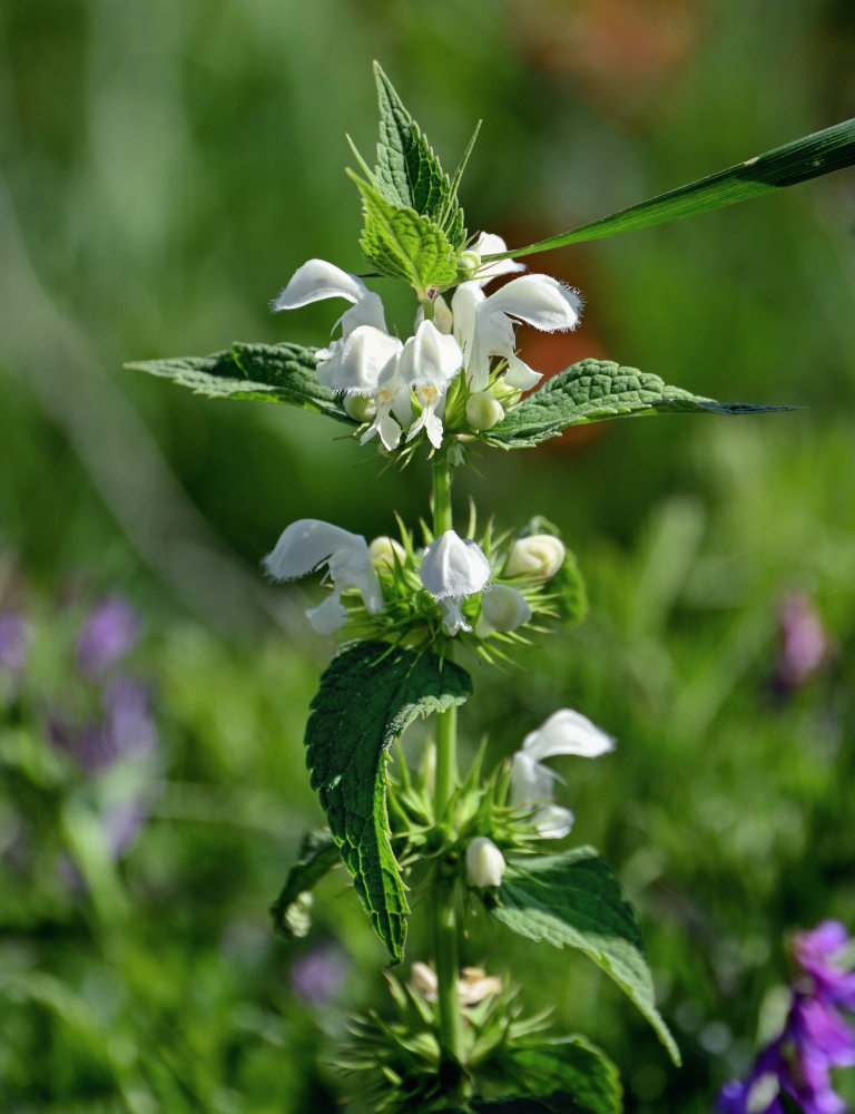 Изображение особи Lamium album.