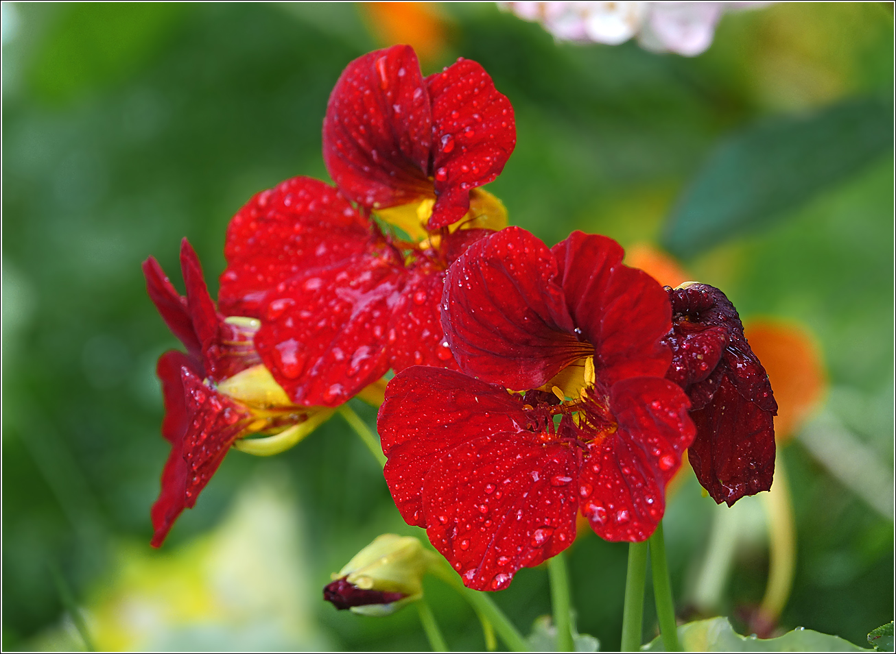 Изображение особи Tropaeolum majus.