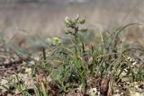 Alyssum smyrnaeum