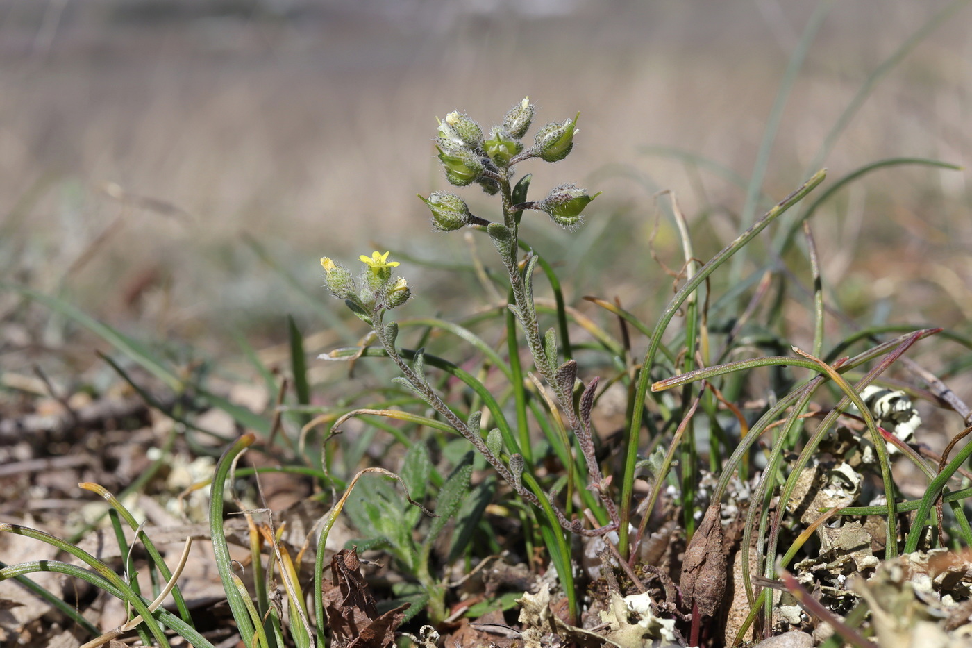 Image of Alyssum smyrnaeum specimen.
