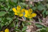 Oxalis corniculata. Цветки. Израиль, г. Яффо, сорное. 06.04.2024.