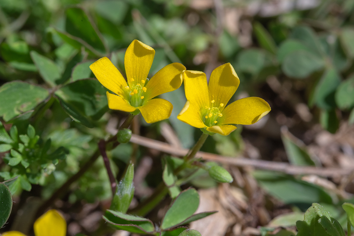 Image of Oxalis corniculata specimen.