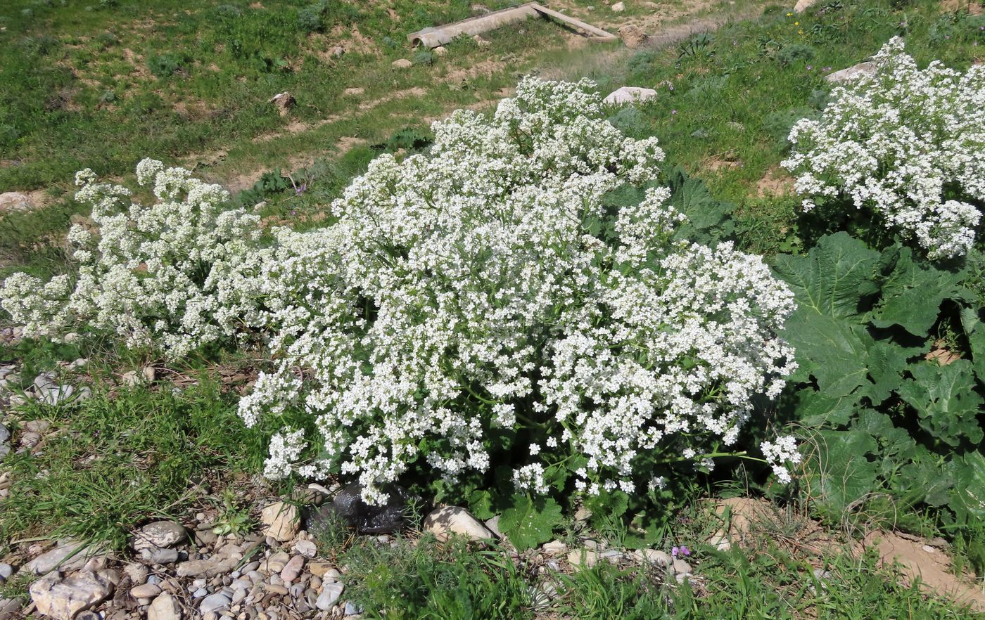 Изображение особи Crambe kotschyana.