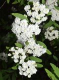 Spiraea cantoniensis