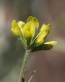 Trigonella arcuata