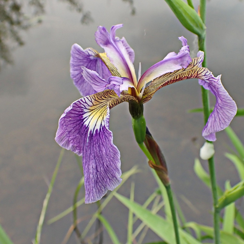 Изображение особи Iris setosa.
